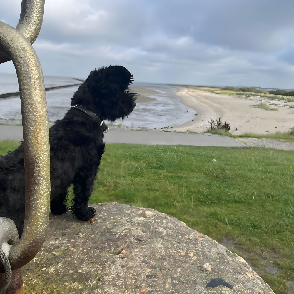 Tiergestützte Pädagogik